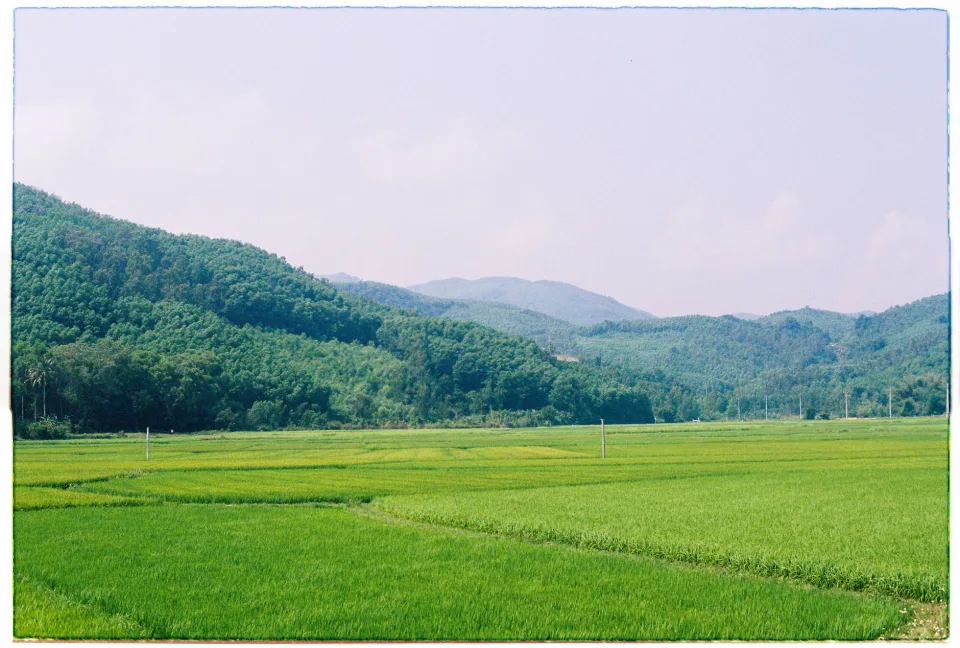 Ruộng lúa chín